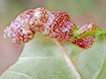 Psyllopsis fraxini agg. gall